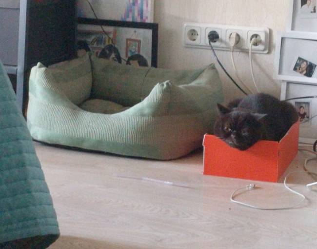 A MACSKÁK FÜLÉBEN ÖSSZESEN 32 IZOM TALÁLHATÓ, MELYNEK KÖSZÖNHETŐEN HIHETETLENÜL ÉLES A HALLÁSUK.