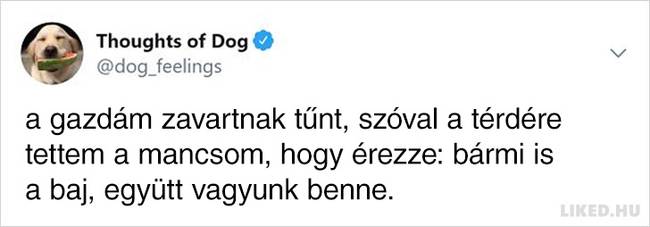20 vicces kutyagondolat, amivel minden gazdi könnyedén képes lesz azonosulni
