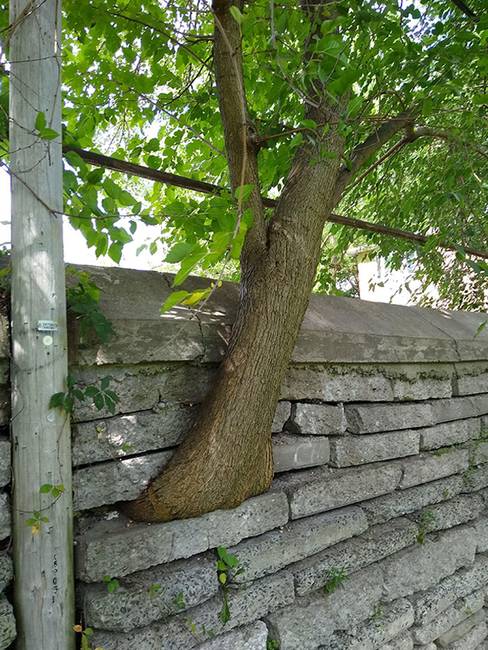 Igen, a fák néha átnőnek a kerítésen.
