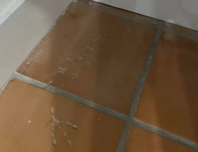 18 lenyűgöző lelet, amit az emberek a saját otthonaikban találtak