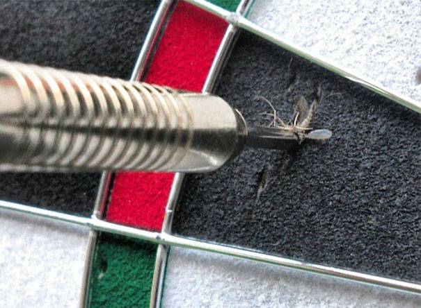 Darts nyíllal ledobott szúnyog. Szegénynek peche volt.