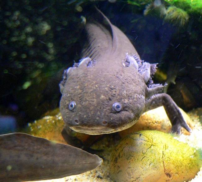 Az axolotl képes újranöveszteni az elvesztett szerveit: a szemeit, a szívét, de még az agya egy részét is.
