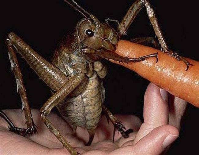Óriás weta - egy Új-Zélandon honos szöcskefajta.