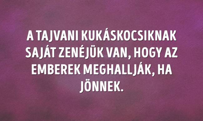Tajvani zenélő kukáskocsik