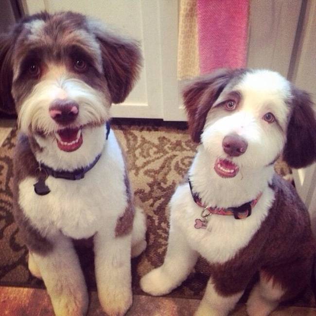 Ez a két gyönyörűség itt aussiedoodle.