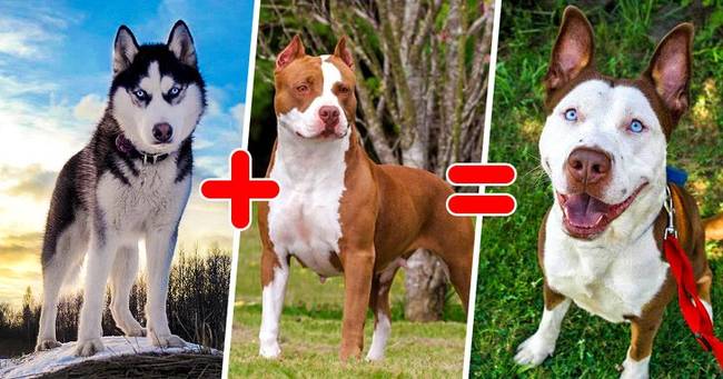 Félig husky, félig pitbull. Hát nem imádnivaló?