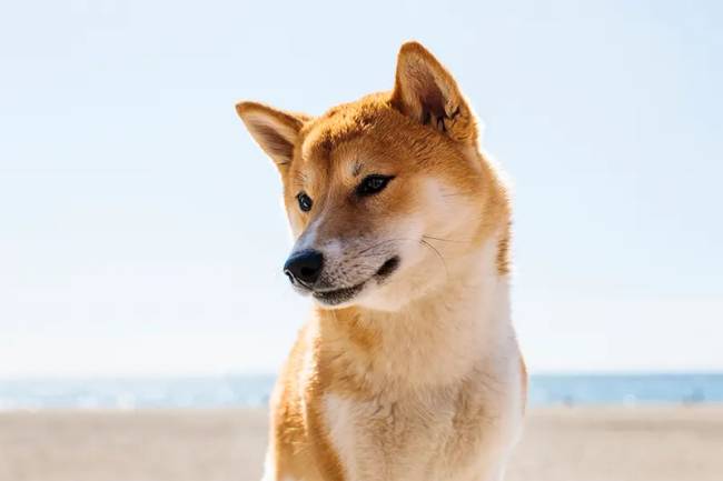 shiba
