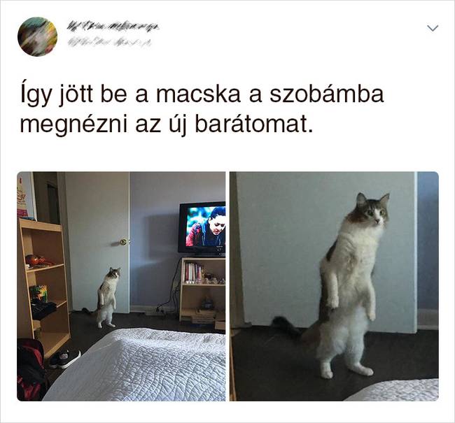 20 Tweet, ami bizonyítja, hogy a macskák mellett sosem lehet unatkozni