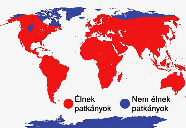 Patkányok élőhelye a világban.
