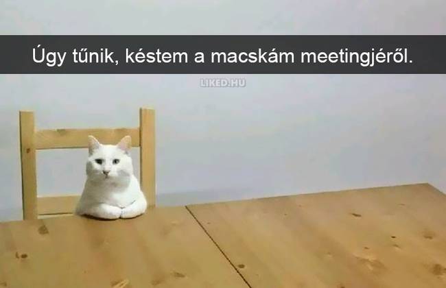 20 röhejes macskás Snapchat-üzenet, ami még a legpocsékabb napot is felvillanyozza