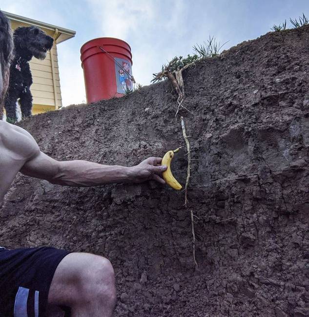 Ezért olyan nehéz megszabadulni a gyomoktól. (a banán csak az összehasonlítás végett)