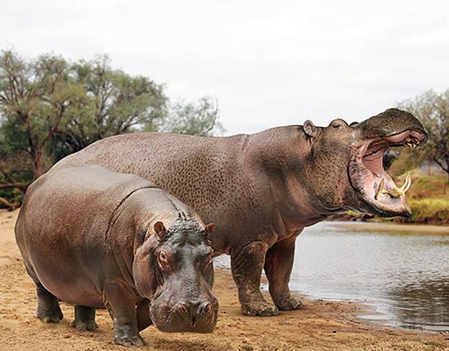 Víziló és a kihalt óriás víziló (Hippopotamus major).