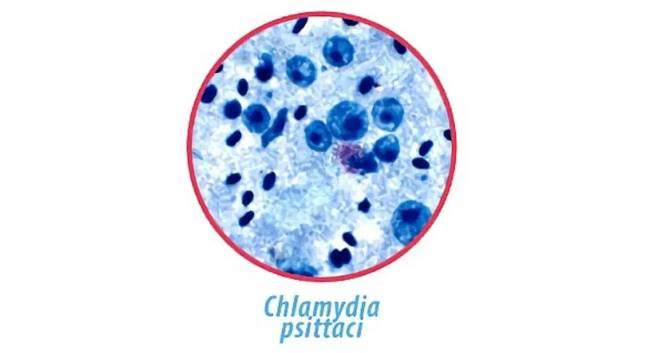 Chlamydia psittaci baktériumok..