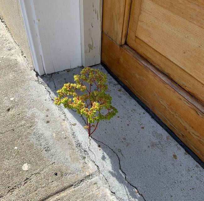 „Ez a kis növény úgy néz ki, mint egy nagy fa ebben a betonrepedésben."