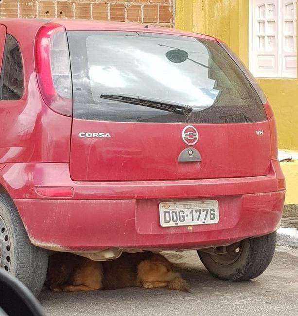 Ez a kutya valószínűleg tud olvasni.