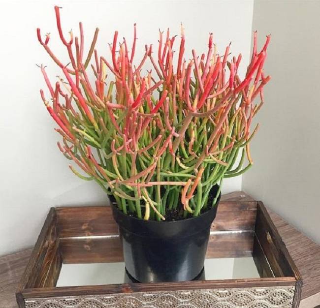 Botkaktusz (Euphorbia tirucalli)