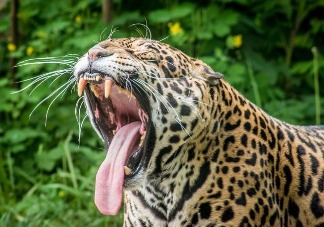 A jaguárok képesek átharapni egy teknőspáncélt.