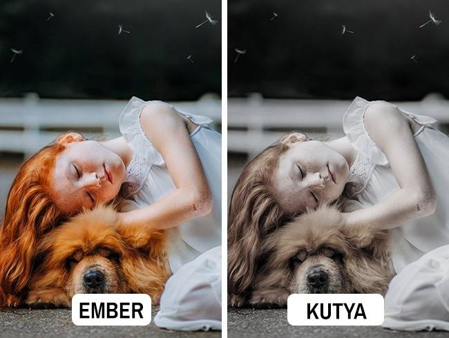 Kutya