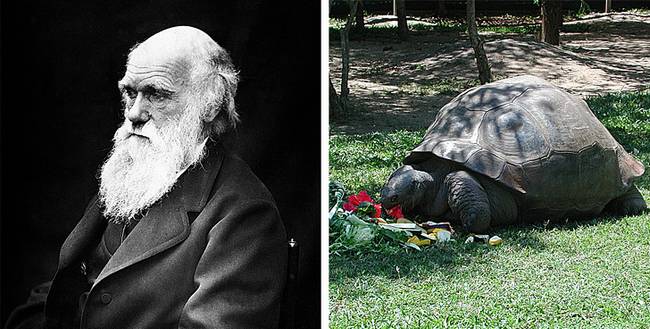 Charles Darwin teknőse 2006-ban hunyt el.