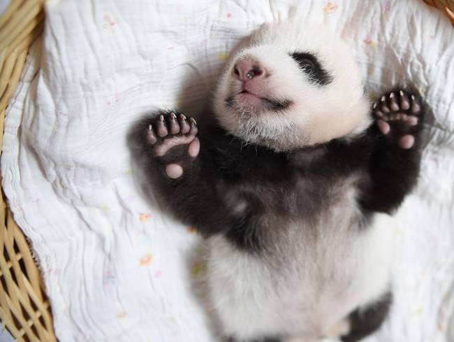 Végezetül egy alig több mint egy hónapos bébipanda.