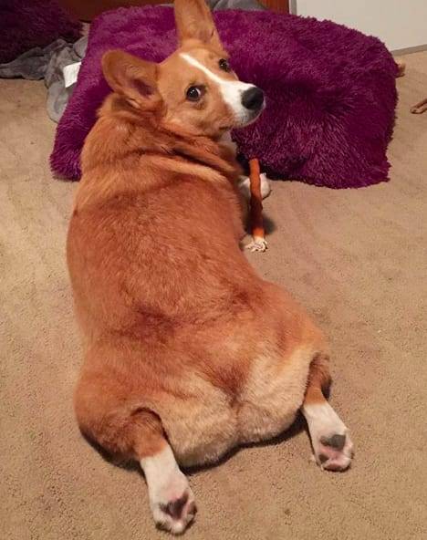 Amikor egy kutya lefekszik, és a hátsó lábait a képen látható módon hátradobja, azt angolul „sploot”-nak szokás nevezni.