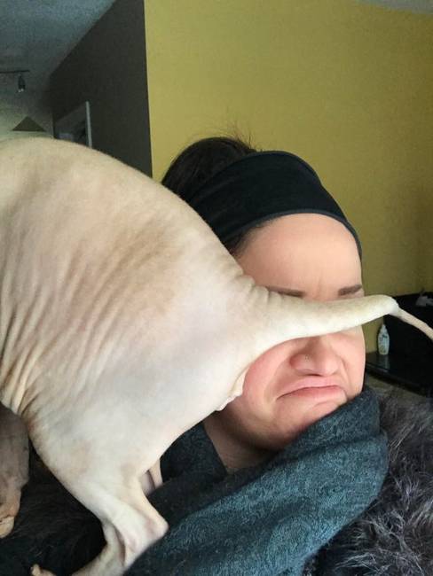 „Mosolyogj gazdi, vesz a kandikamera!"