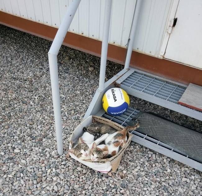 „Véletlenül egy üres dobozt hagytam a tornácon. 10 perccel később visszamentem, és ezt láttam.”
