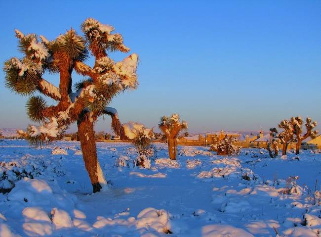 A Mojave-sivatag, hóesés után.