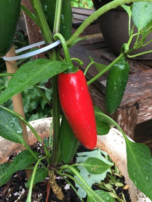 Az érett jalapeno paprika valójában piros, és nem pedig zöld.