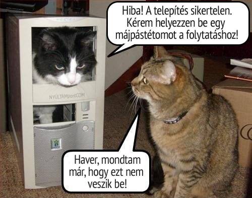 Persze ez is egy módja a macskák etetésére