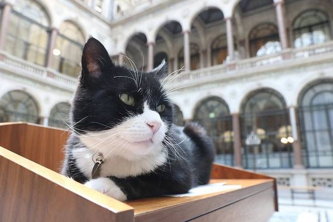 Palmerston-t, a brit külügyminisztérium hivatalos egerészőjét nyugdíjba küldték. A macska most abban a faluban él, ahol a kedvenc fája található.