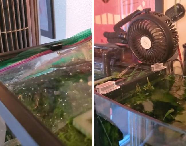 „Minden jeget és ventilátort fel kellett használnom, hogy a halaim ne forrjanak fel a kánikulában.''