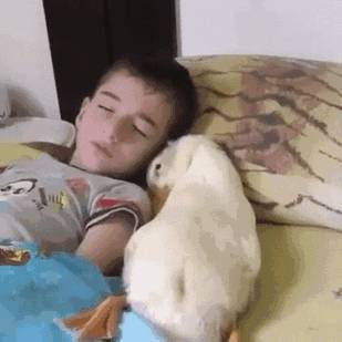 „Hétalvók, hasatokra süt a nap!"