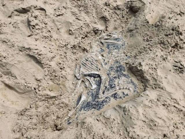 Ezen a játszótéren hamis dinoszaurusz maradványokat rejtettek a homokba, hogy a gyerekek el legyenek ragadtatva, amikor rátalálnak.