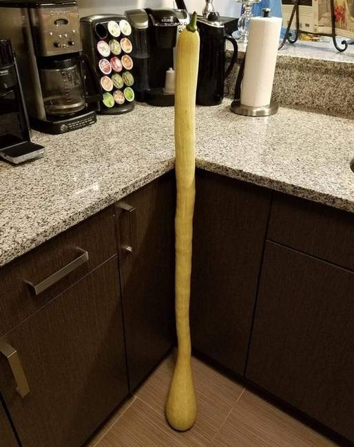 Ez egy több mint egy méter hosszú tromboncino tök.