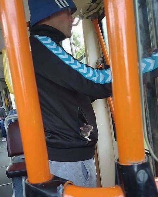 Emlékeztek még Stuart Little-re és George Little-re? Hogy megnőttek...😌