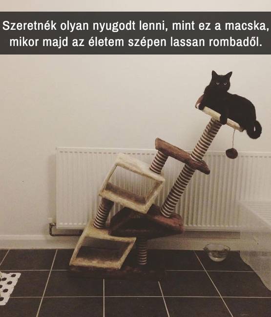 21 macskás Snapchat-üzenet, amit nem lehet kibírni nevetés nélkül