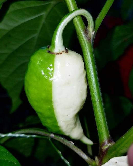 Kétszínű paprika.