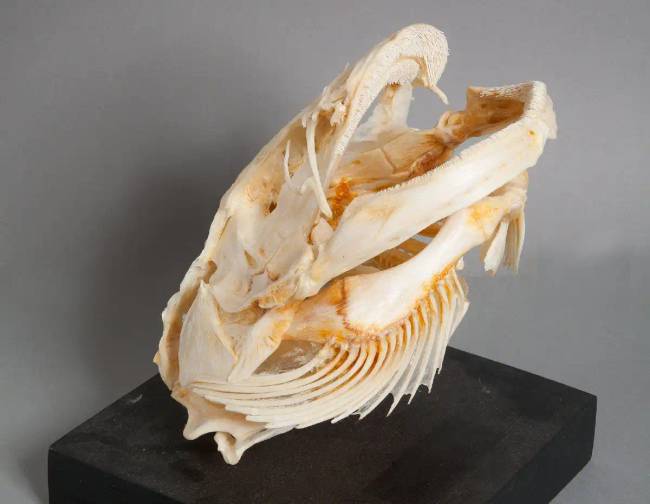 A harcsa koponyája. A Darwin Múzeum gyűjteményéből