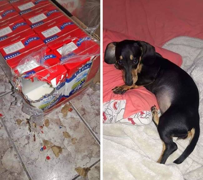 Íme egy kutya, akit semmi sem állíthat meg, amikor tejre vágyik.