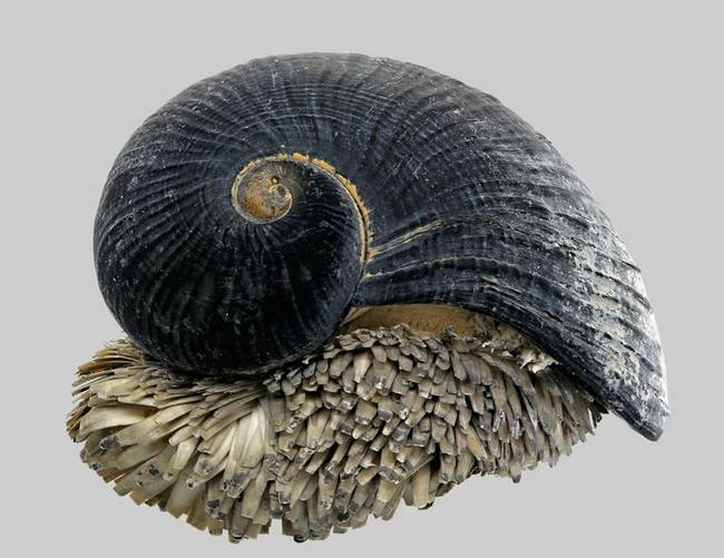 A Chrysomallon squamiferum egy csiga, ami az óceán fenekén él, és szinte teljes egészében vas-szulfidból áll. Még a lábait is vastag páncél borítja.