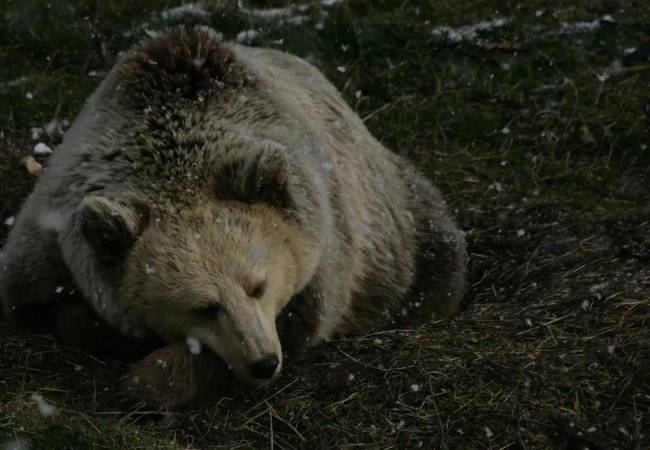 Ezek a különleges barna zsírrétegek az állat „púpján” találhatók. A lapockák között.