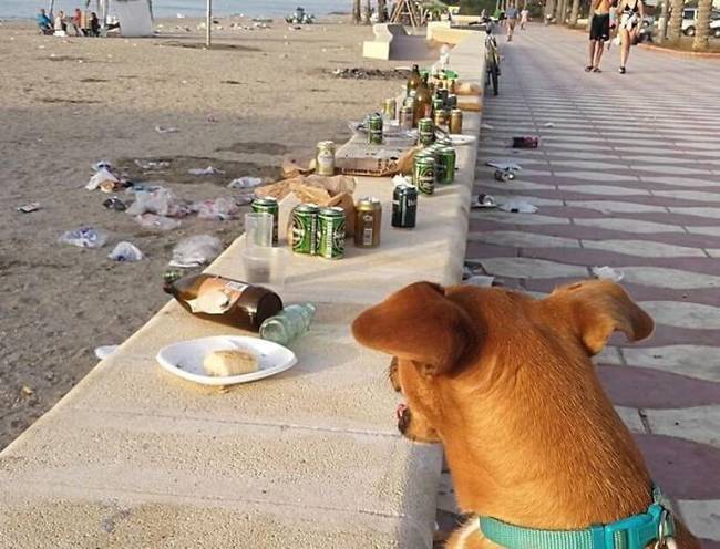 Erről a strandról kitiltották a kutyákat, amiért állandóan összepiszkolták.