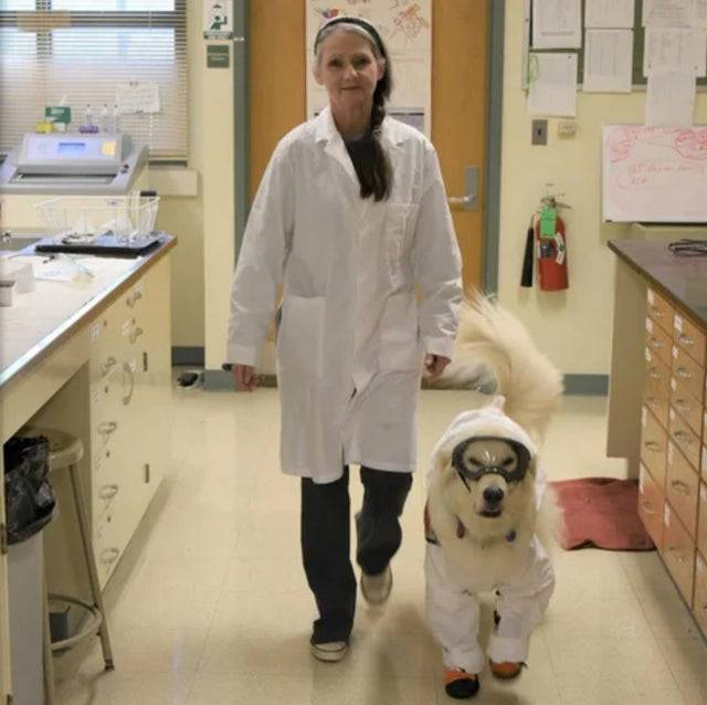 Ez a Golden Retriever szolgálati kutya megtanult egyéni védőfelszerelést viselni, hogy együtt dolgozhasson a laboratóriumban a gazdájával. Sampson szemüvegben és laboratóriumi köpenyben dolgozik, ő az első kutya, akit beengedtek az Illinoisi Egyetem kémia laboratóriumába.