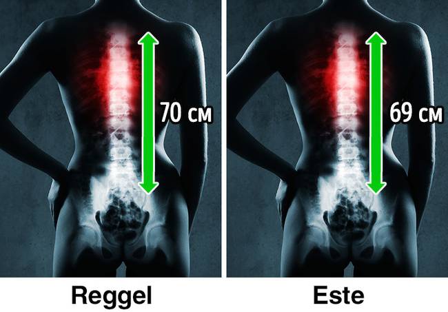 Gerinc hosszúsága reggel és este