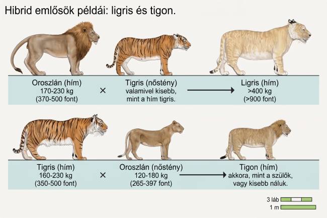Mi történik, ha keresztezzük a világ legnagyobb macskáit, és mi lesz az eredmény?
