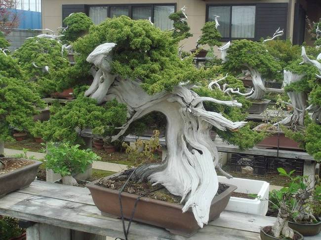 150 éves bonsai fa.