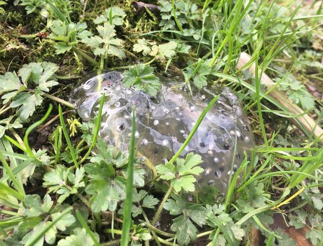 „Ezt az áttetsző, zselé állagú dolgot az erdőben találtam."