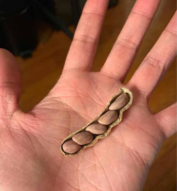 5 földimogyoró egyben.
