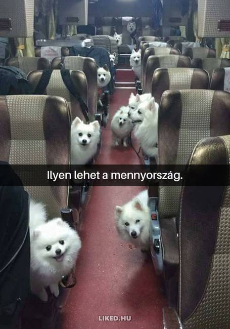 16 kutyás Snapchat-üzenet, ami kétségkívül jobb hellyé tette az internetet